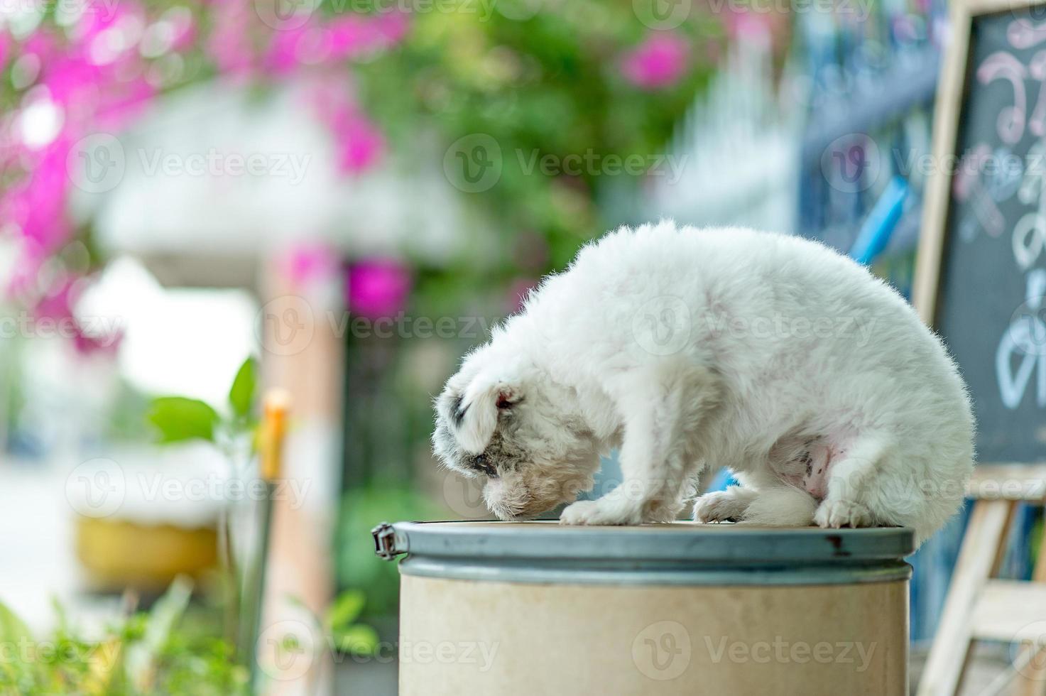 White dog picture, cute photo shoot, love dog concept