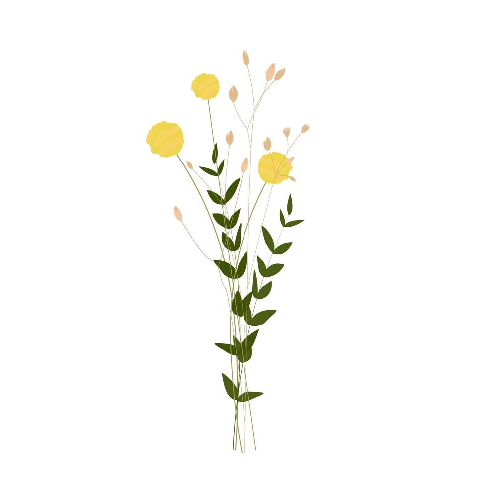 Yellow ball of Craspedia. Spring bouquet of flowers. Vector stock illustration. isolated on a white background.