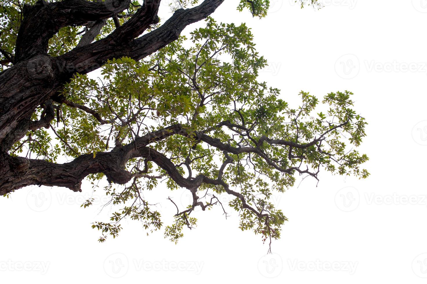 Beautiful tree on a white background Natural concept photo