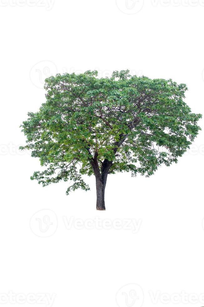 Beautiful tree on a white background Natural concept photo