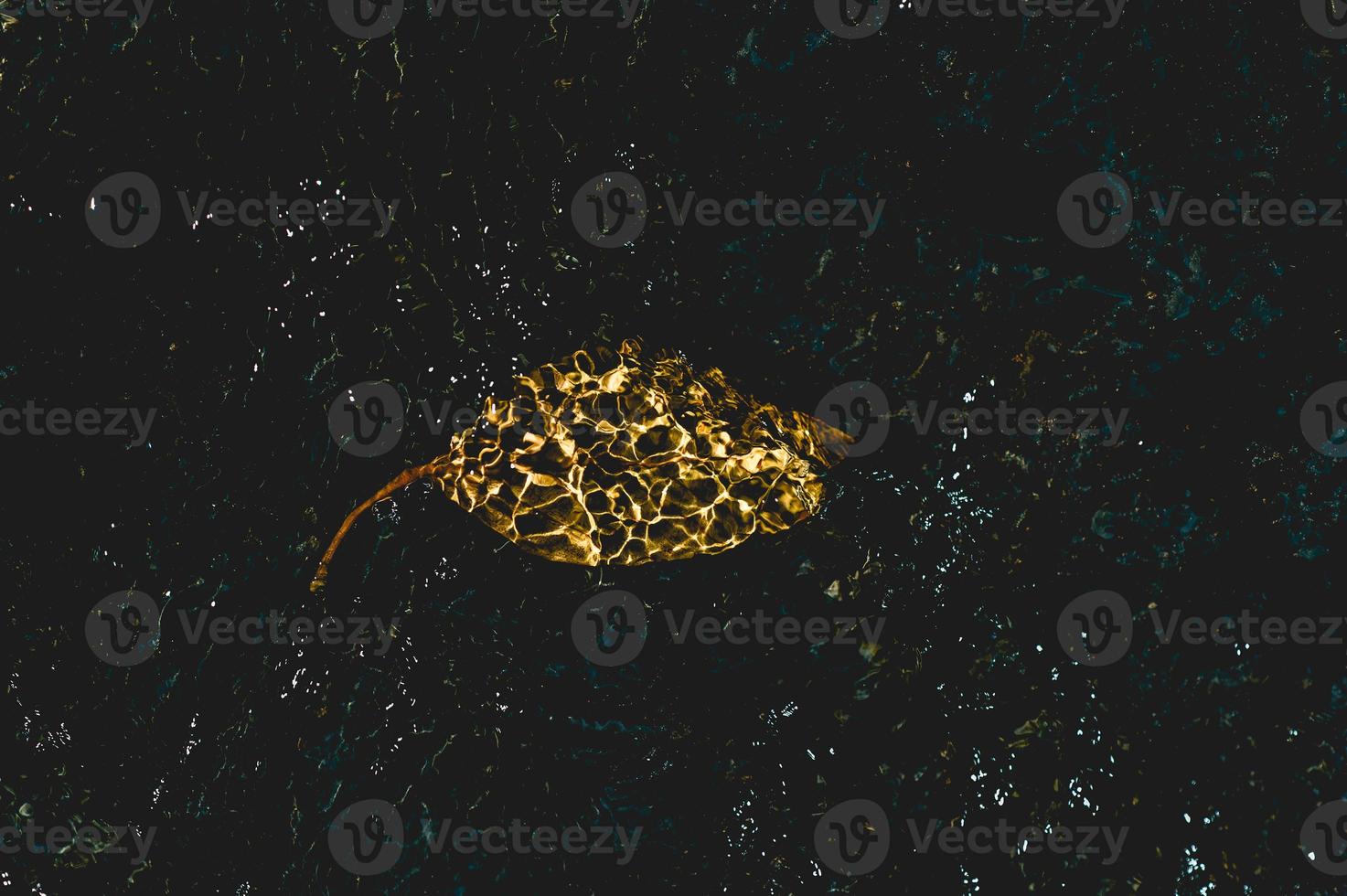 The picture of yellow leaves under the water flowing through Natural concept With copy space photo