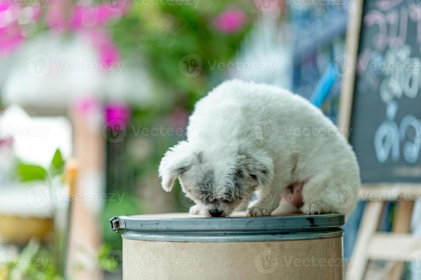 foto de perro blanco, linda sesión de fotos, concepto de perro de amor