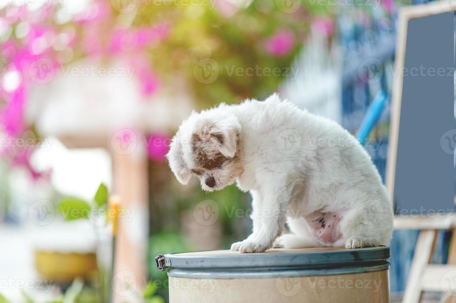 White dog picture, cute photo shoot, love dog concept