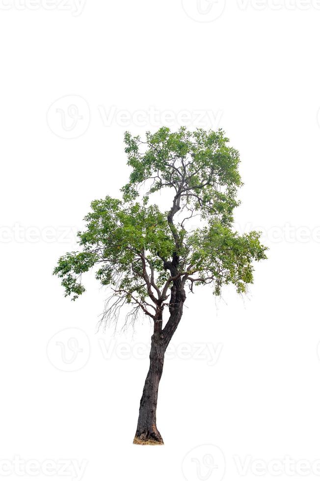 Beautiful tree on a white background Natural concept photo