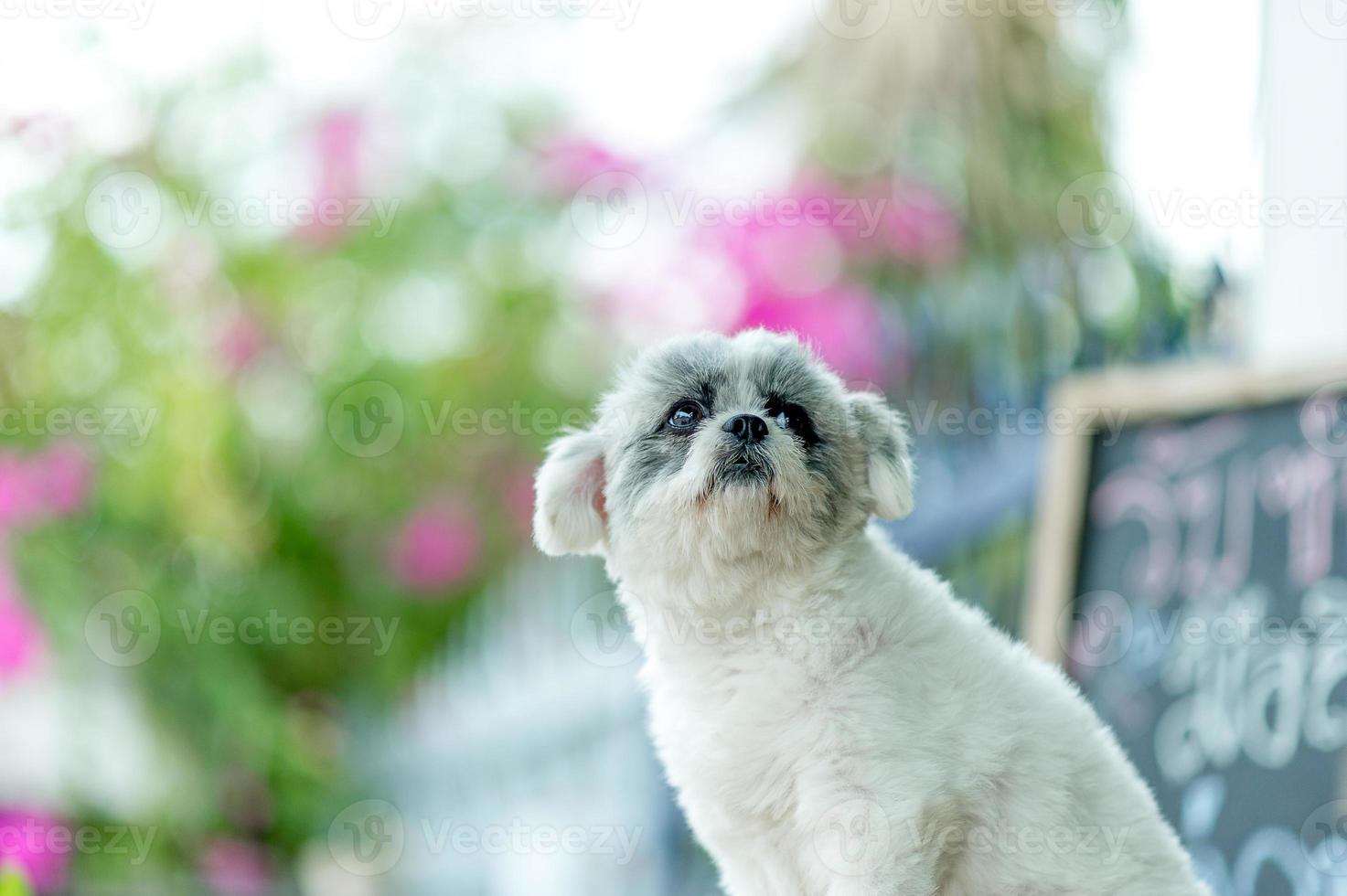 White dog picture, cute photo shoot, love dog concept