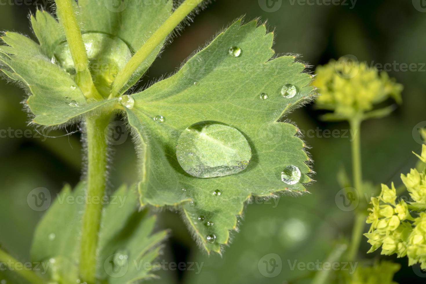 detalle de gotas de agua en la hoja del manto de una dama con flores amarillas foto