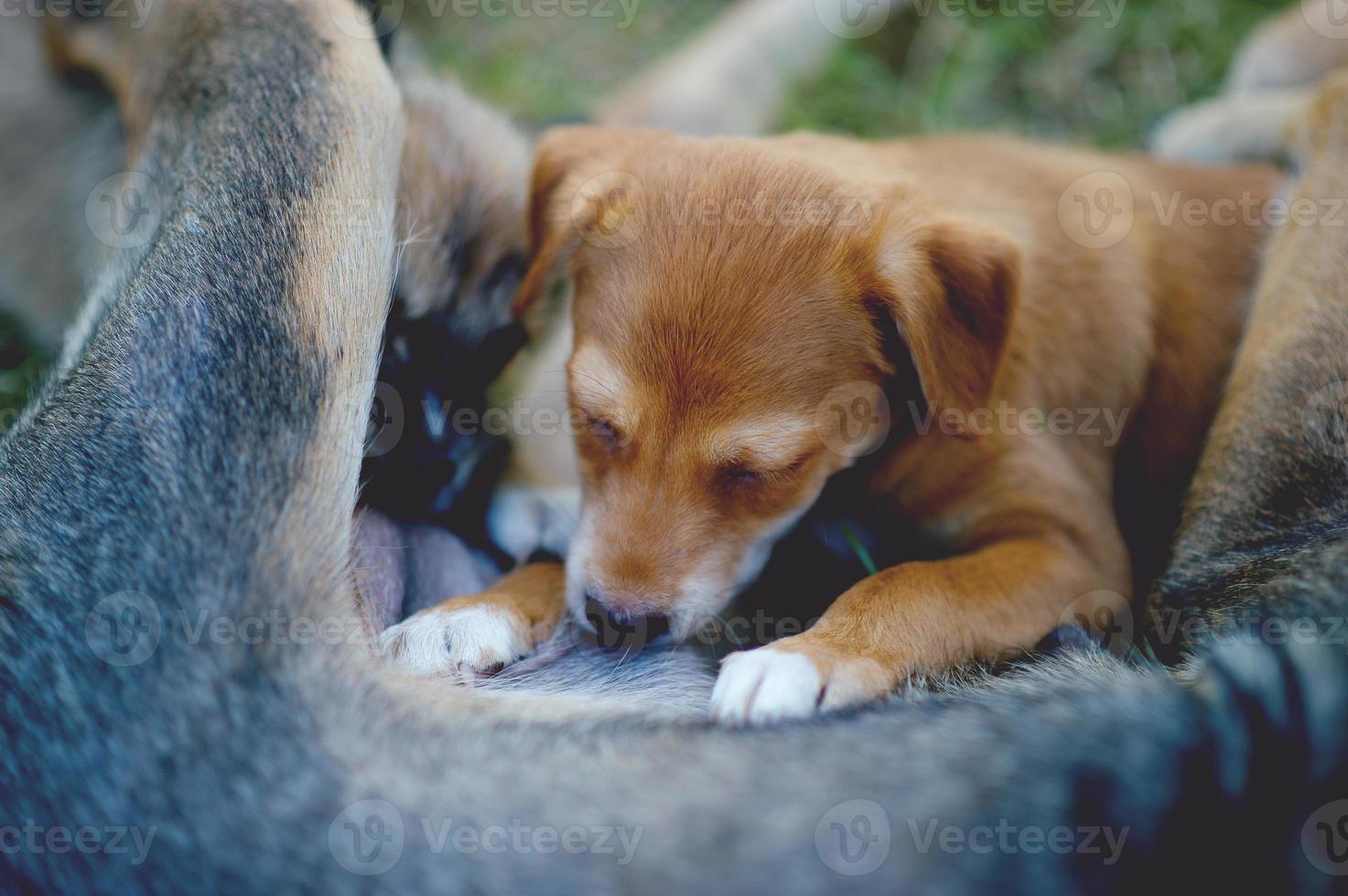 The picture of a puppy eating breast milk from hunger Dog lover concept With copy space photo