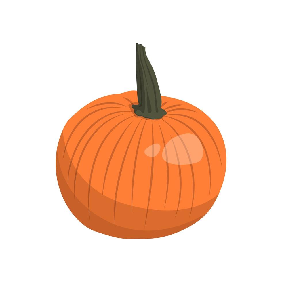 Realistic big orange pumpkin on white background - Vector