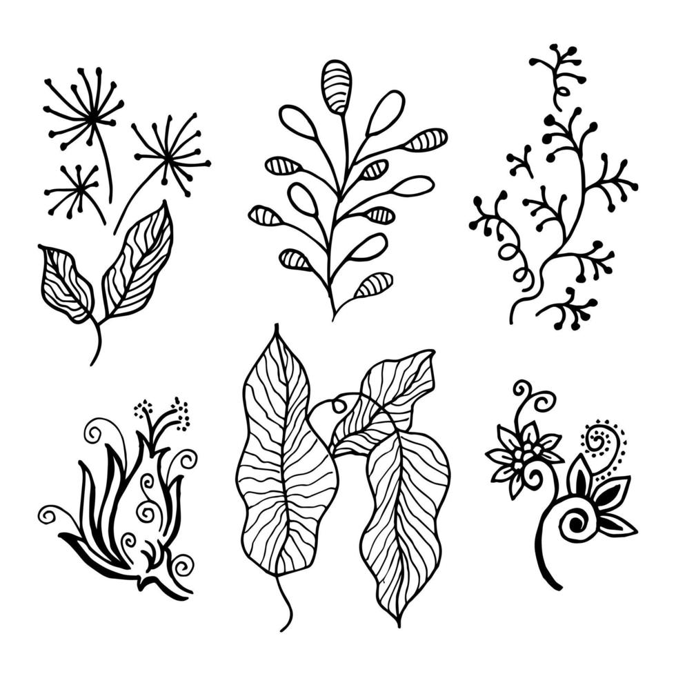 elementos florales de diseño vectorial dibujado a mano vector