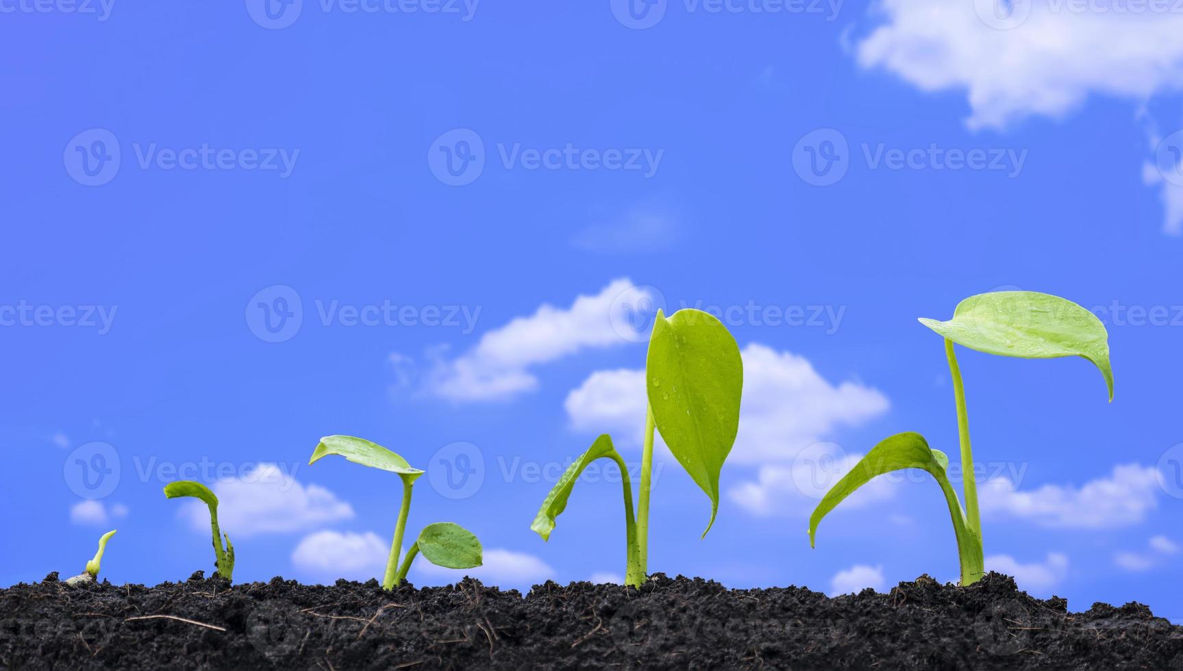 Row of agriculture plant seedlings growing in germination sequence on fertile soil with blurred white clouds in blue sky background photo