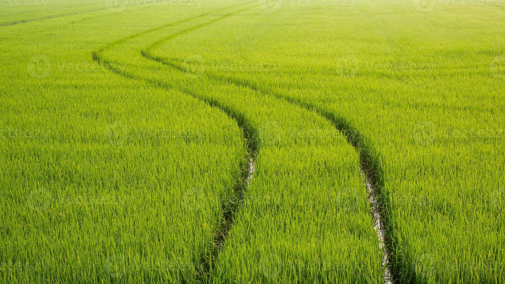 Curve track line of spraying tractor after spraying fertilizer completely in green paddy field at morning time photo