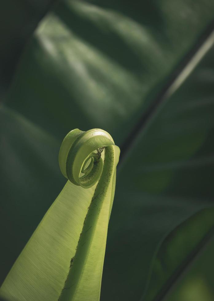 Sunlight on surface of young leaflet of Bird nest fern is growing on dark greenery background in vertical frame photo