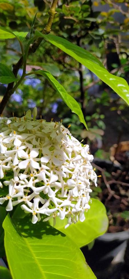 Close-up shots of white flowers wafting through the garden. Focus on the beautiful blooming white flowers under the canopy. The white flowers were spreading their fragrance throughout a garden. photo