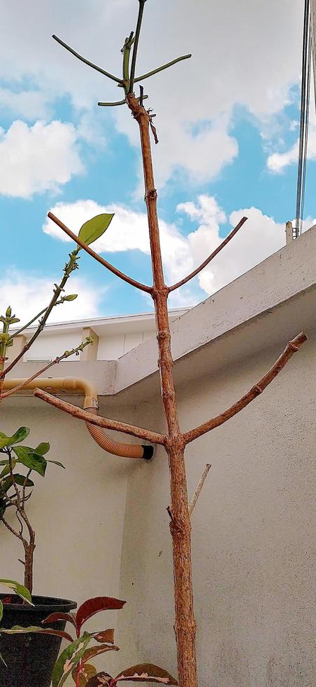 Focus photo of a tree without leaves beside a cement wall. Improving a plant in a pot beside a cement wall. Close-up of a tree with all its leaves cut off.