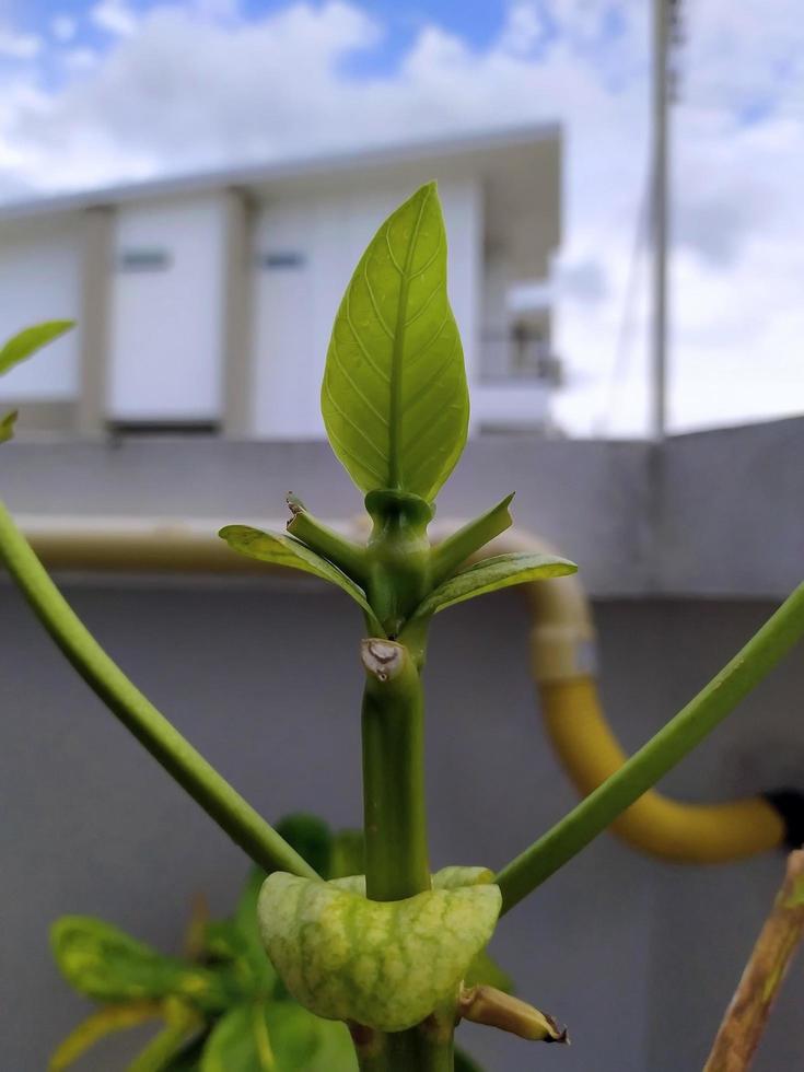 Focus on unusual and beautiful young leaves. Close up of young leaves shaped like a spear tip. A single young leaf stands out next to a cement wall. photo