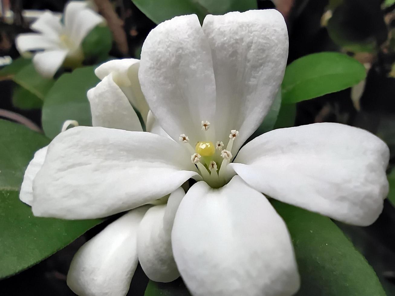 Close up of white flowers. Focus on fragrant white flowers. Macro shot of fragrant white flowers blooming photo