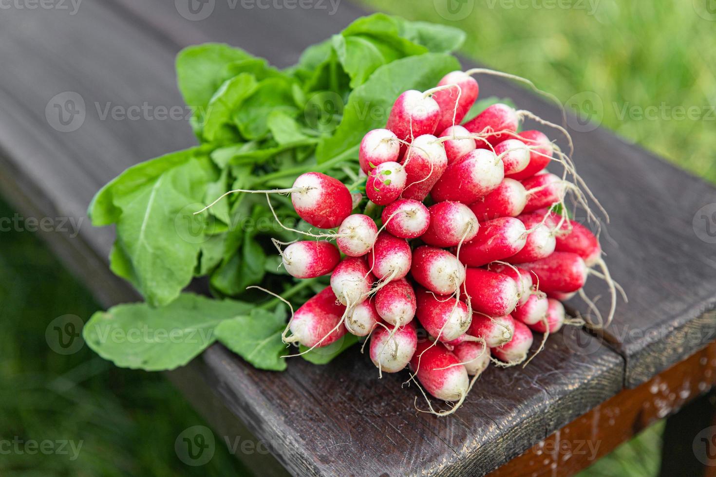 radish fresh harvest vegetable vegetables healthy meal vegan or vegetarian photo