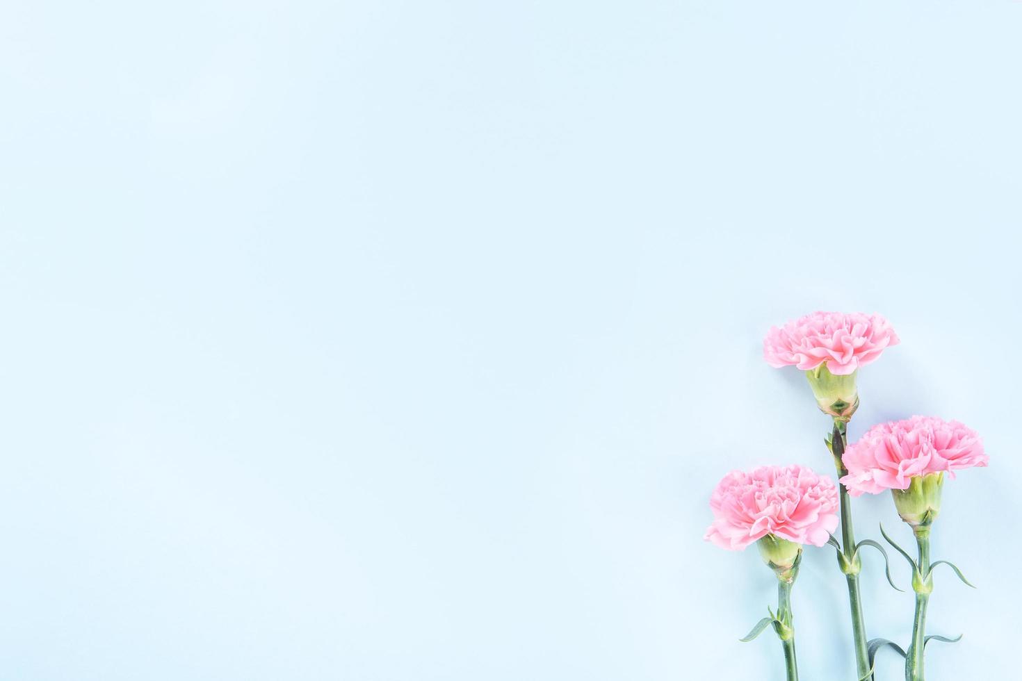 Beautiful blooming pink carnations isolated on bright light blue background, copy space, flat lay, top view, mock up, may mothers day idea concept photography photo