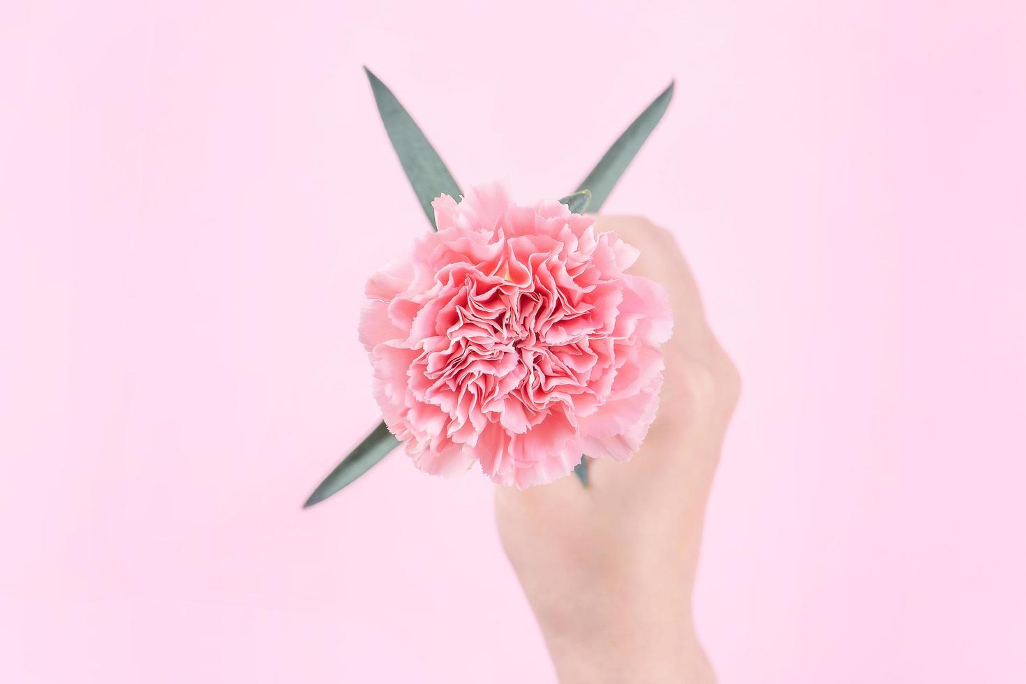 Woman giving a single elegance blooming baby pink color tender carnation isolated on bright pink background, greeting and decor design concept, top view, close up, copy space photo