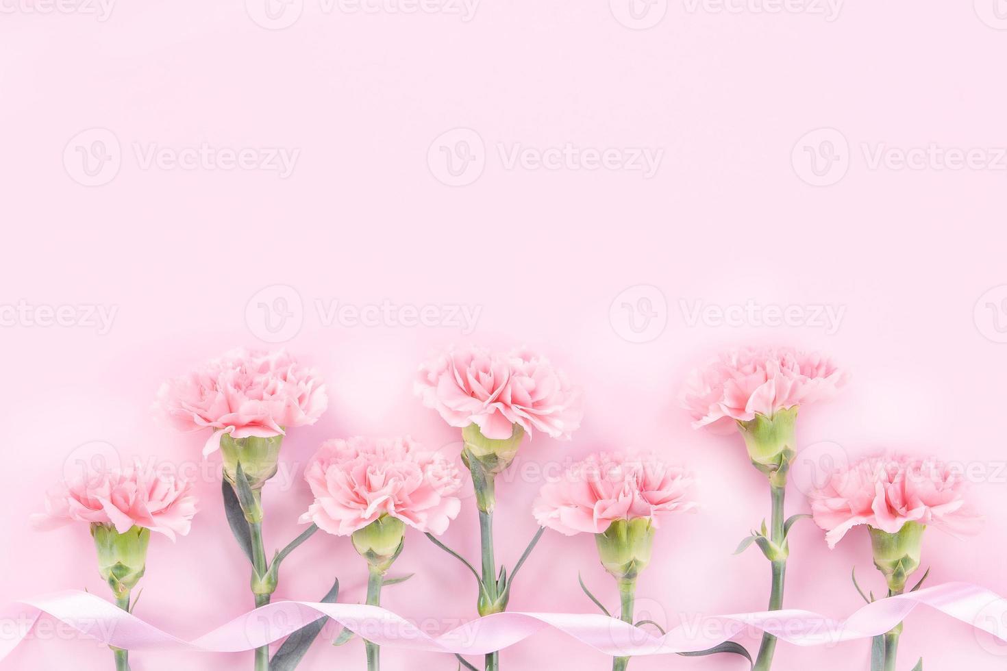 Beautiful elegance blooming baby pink color tender carnations in row isolated on bright pink background, mothers day greeting design concept,top view,flat lay,close up,copy space photo