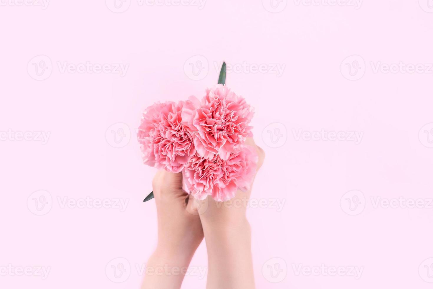 Woman giving bunch of elegance blooming baby pink color tender carnations isolated on bright pink background, mothers day decor design concept, top view, close up, copy space photo