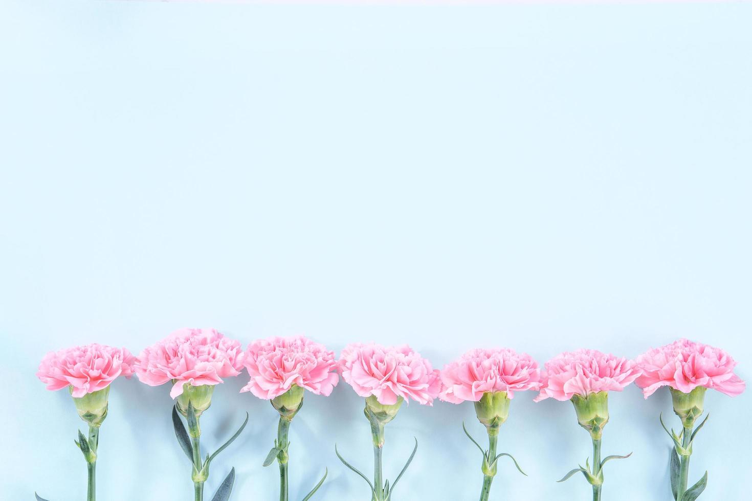 Beautiful blooming pink carnations isolated on bright light blue background, copy space, flat lay, top view, mock up, may mothers day idea concept photography photo