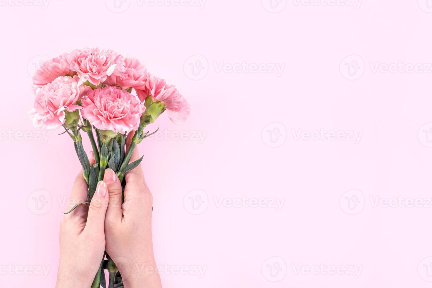 Woman giving bunch of elegance blooming baby pink color tender carnations isolated on bright pink background, mothers day decor design concept, top view, close up, copy space photo