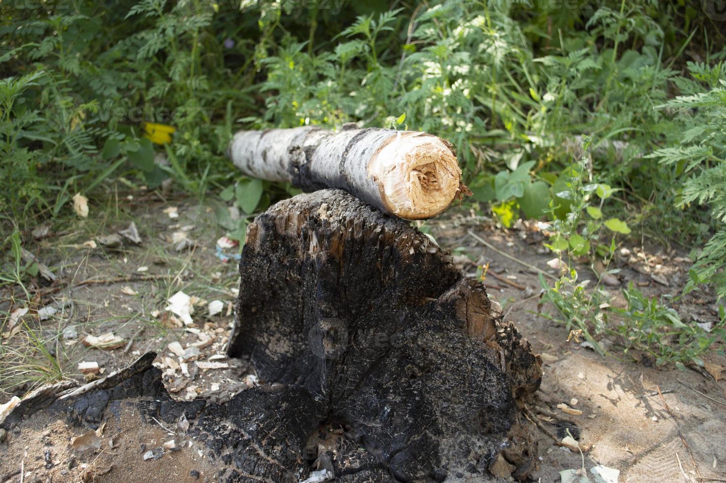 cortando un tronco de árbol foto