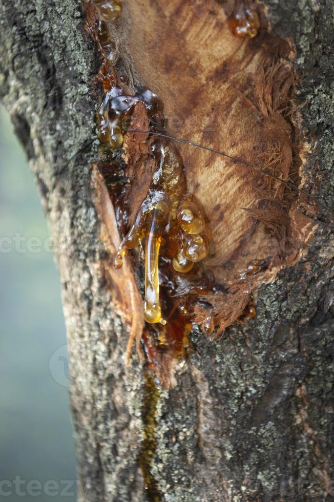 tronco de árbol con corteza pelada y talada foto