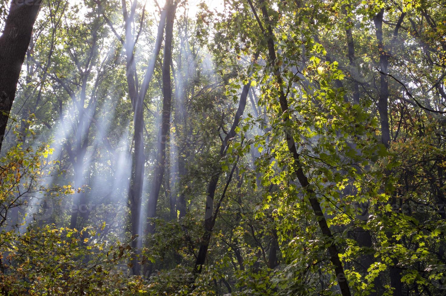 trees in the summer forest photo