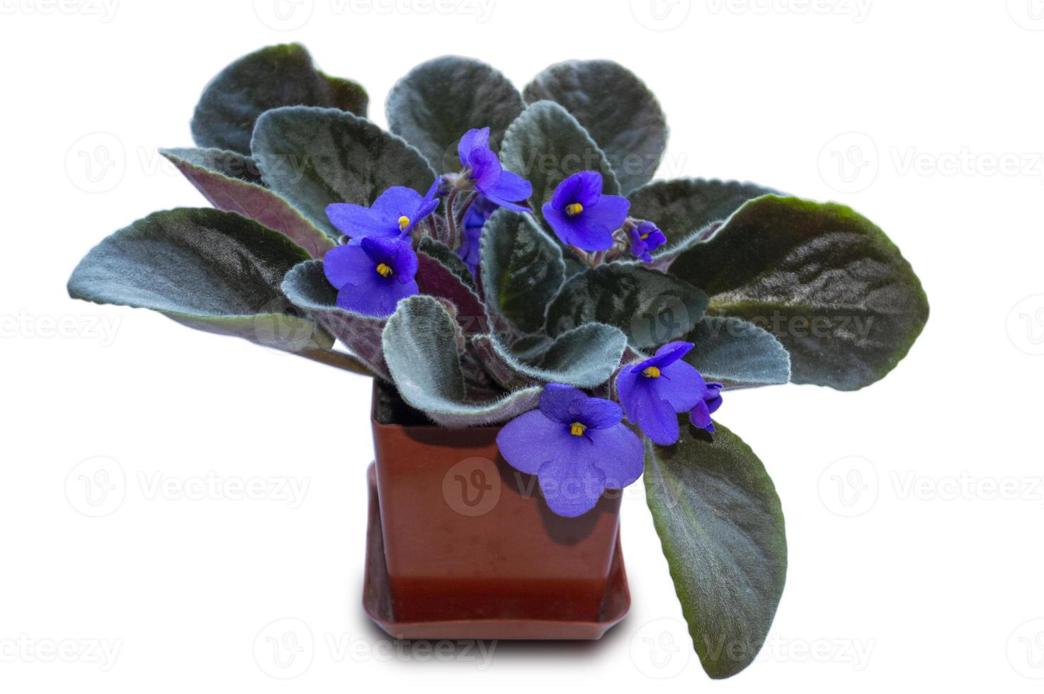 brown pot with violet photo