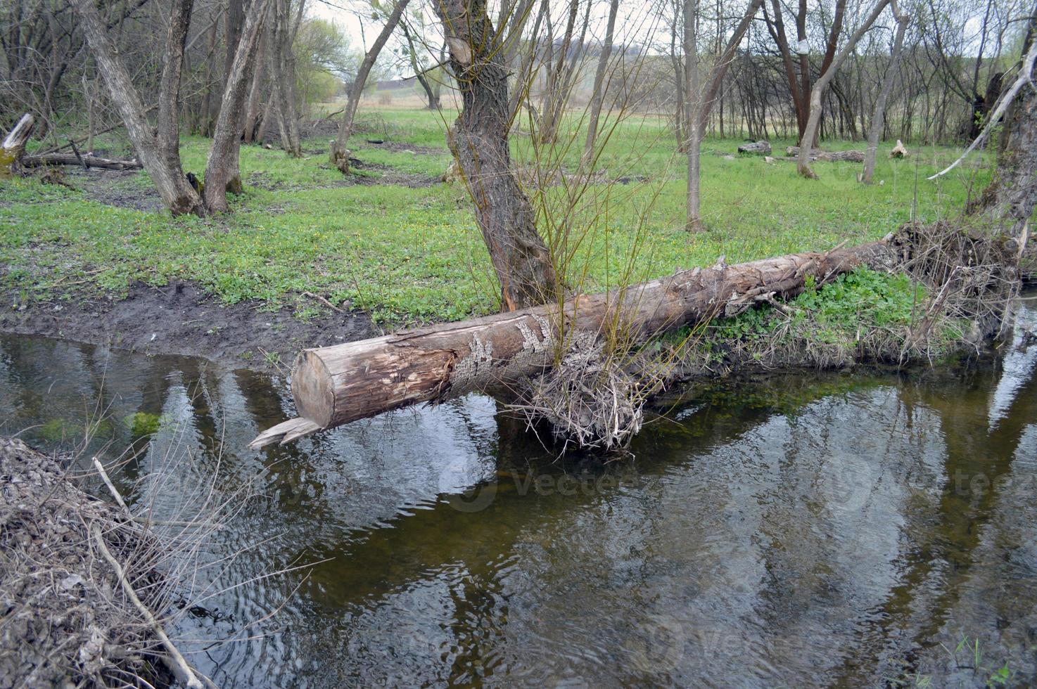 sawn tree near the water photo