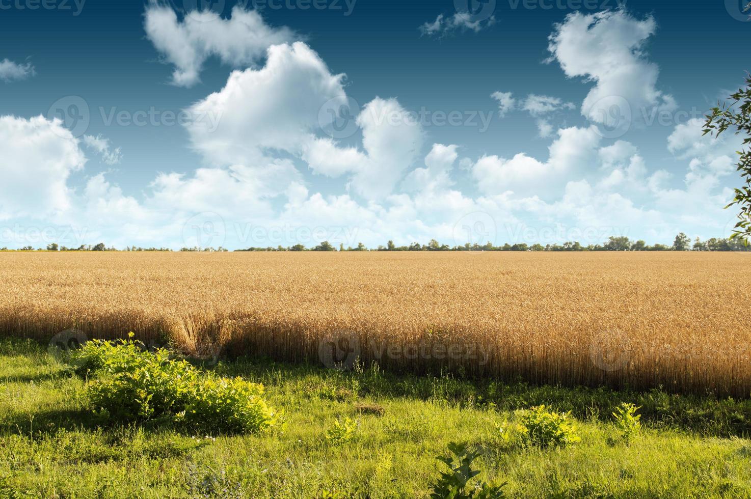 el comienzo de un campo de trigo foto