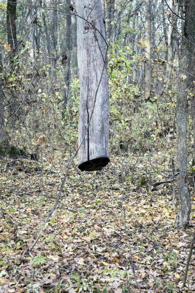 ree trunk hanging in the air photo