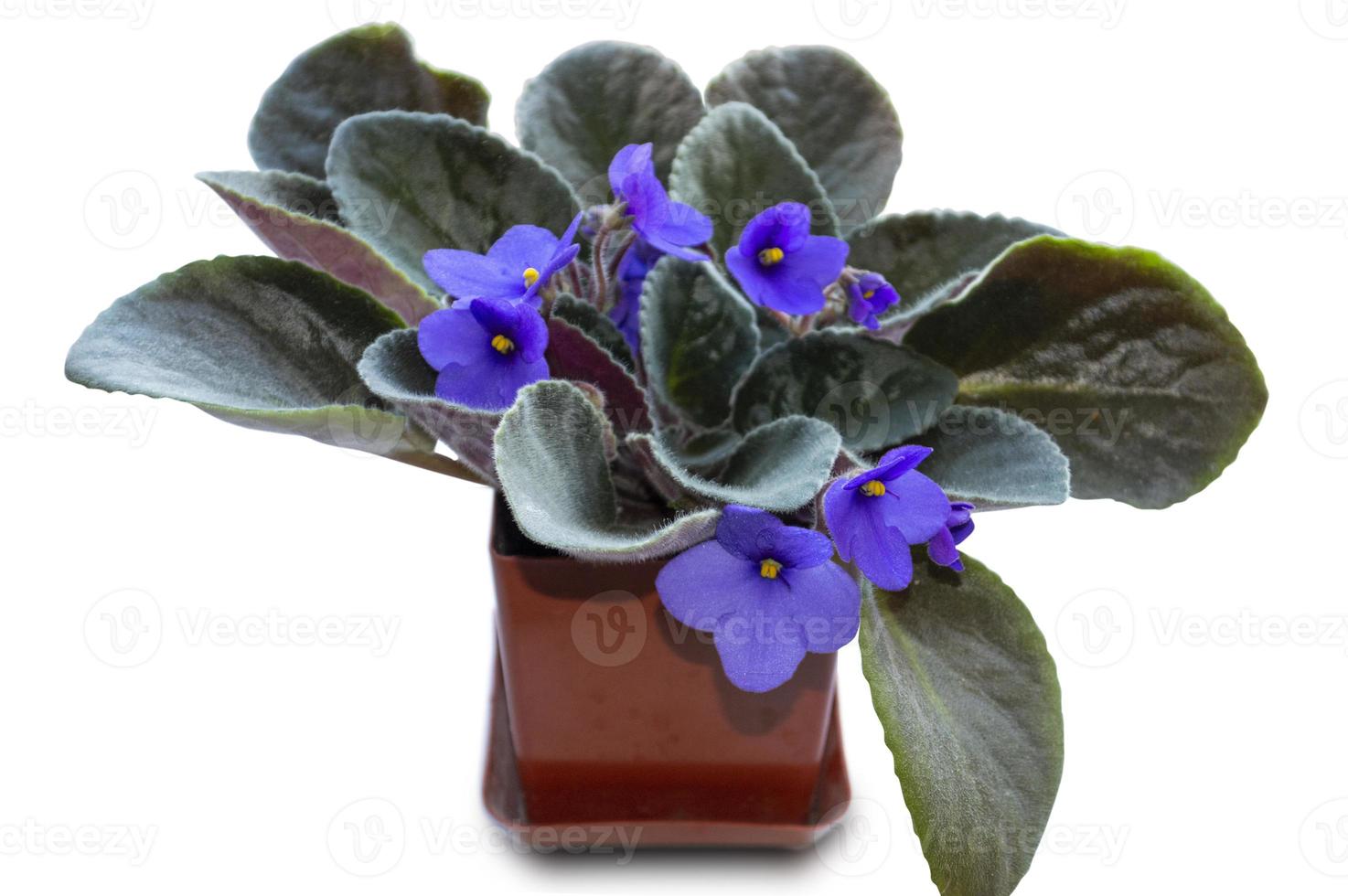 brown pot with violet photo