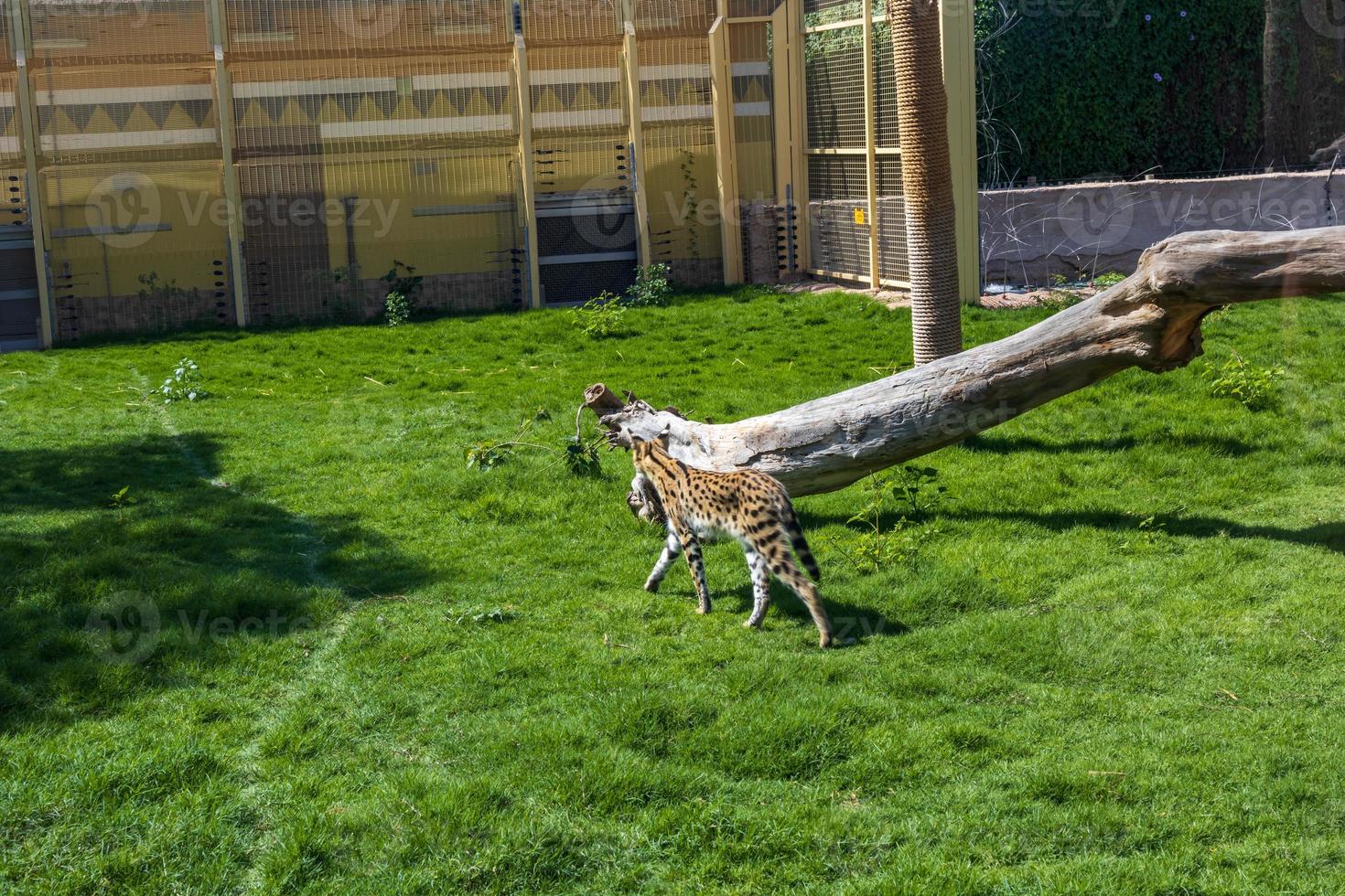 Cheetah in the zoo photo