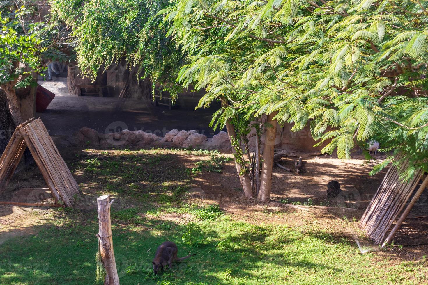 Kangaroo in the zoo photo