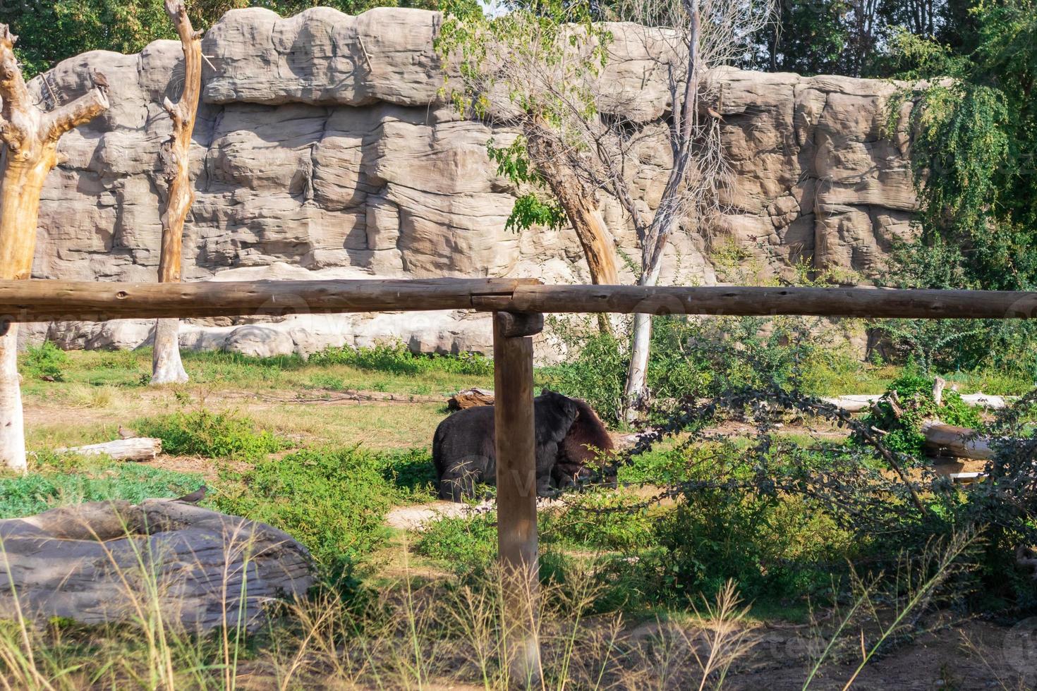 bear in the forest photo