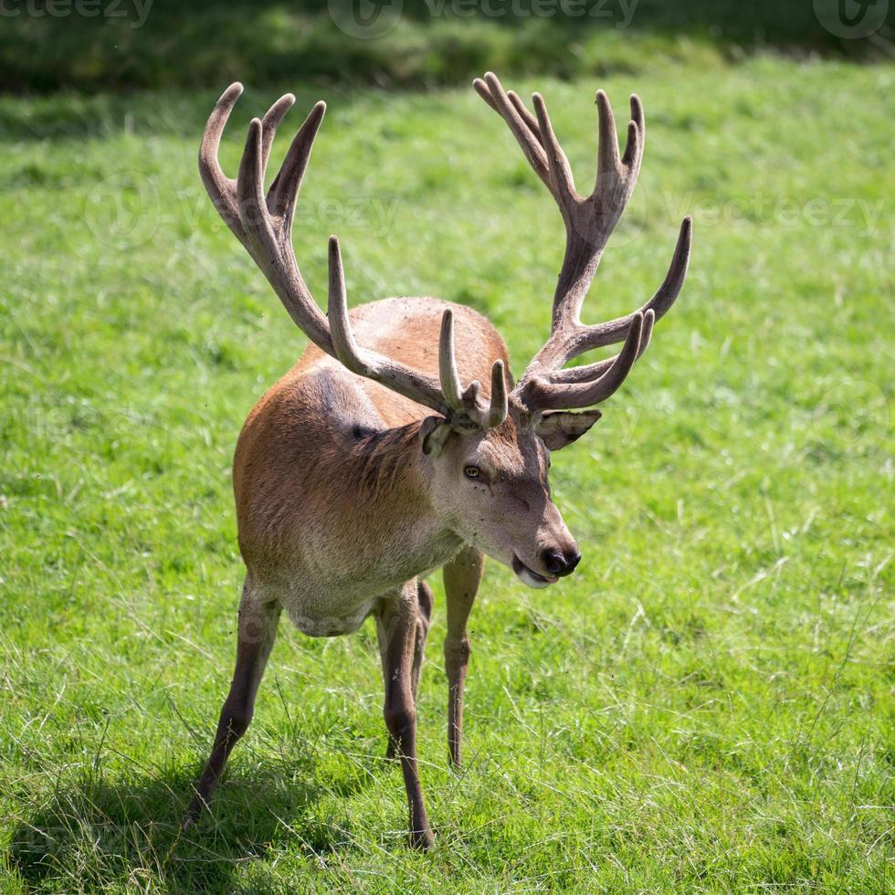 Red Deer standing in parkland photo