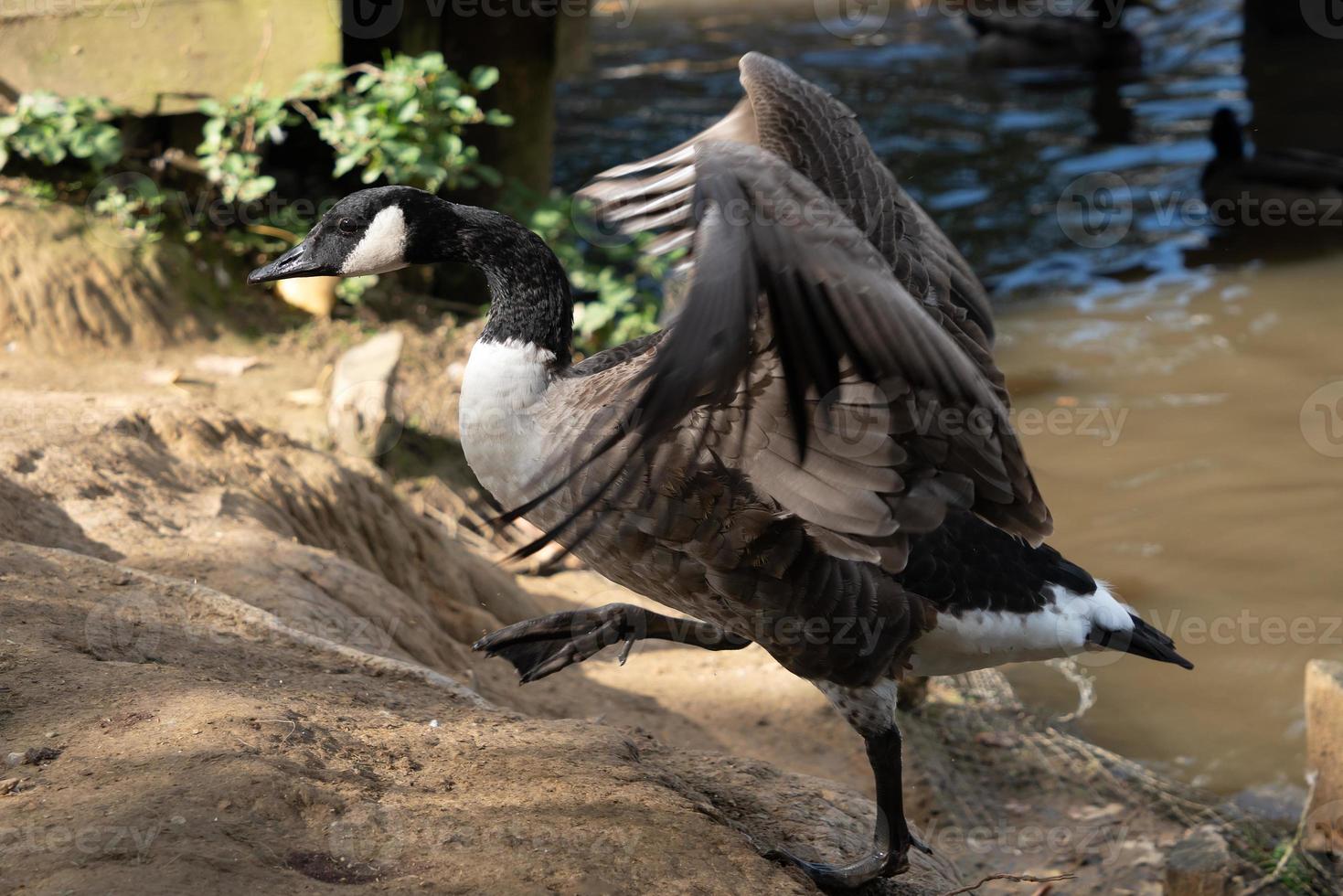 Canada goose climbing out of Ifield Mill pond photo