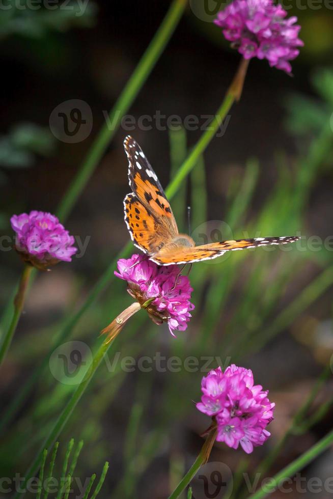 Close up of a Painted Lady butterfly photo