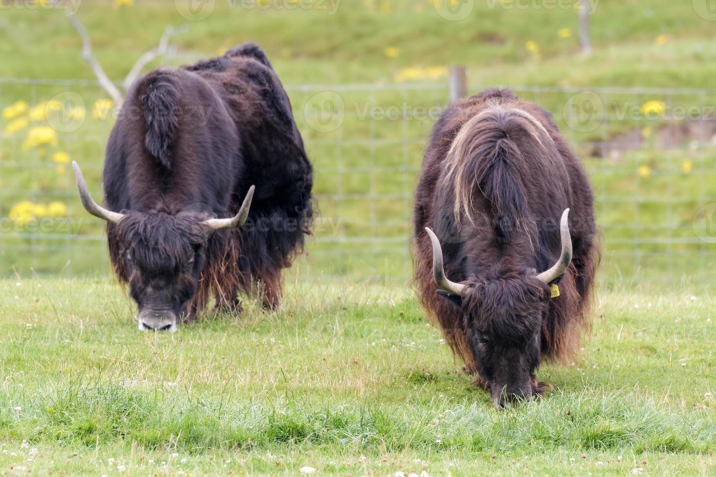 yak pastando en hierba suculenta foto