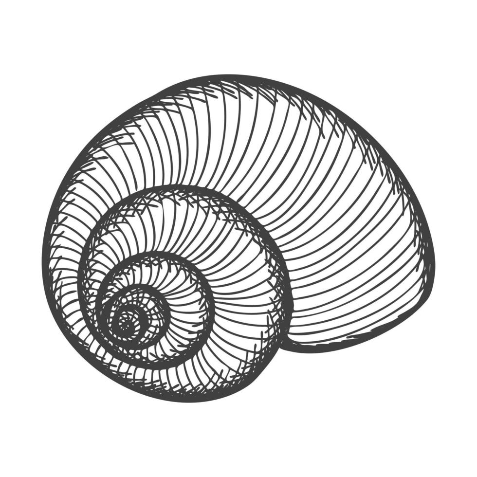 Hand-drawn seashells. Empty spiral solid shell of a clam or snail. Sketch style, engraved drawing. Black and white illustration isolated on a white background. vector