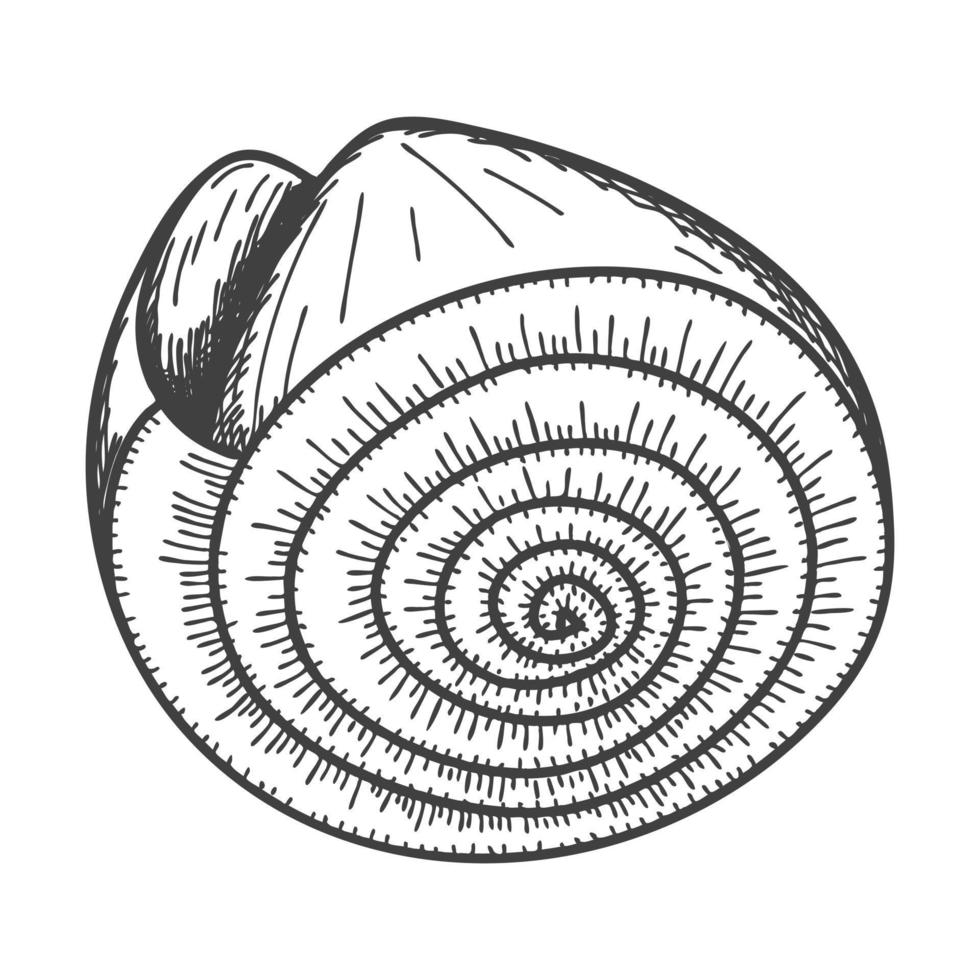 Hand-drawn seashells. Empty spiral solid shell of a clam or snail. Sketch style, engraved drawing. Black and white illustration isolated on a white background. vector