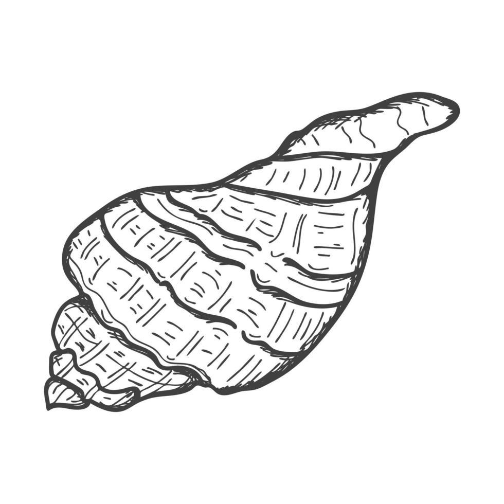 Hand-drawn seashells. Empty spiral solid shell of a clam or snail. Sketch style, engraved drawing. Black and white illustration isolated on a white background. vector