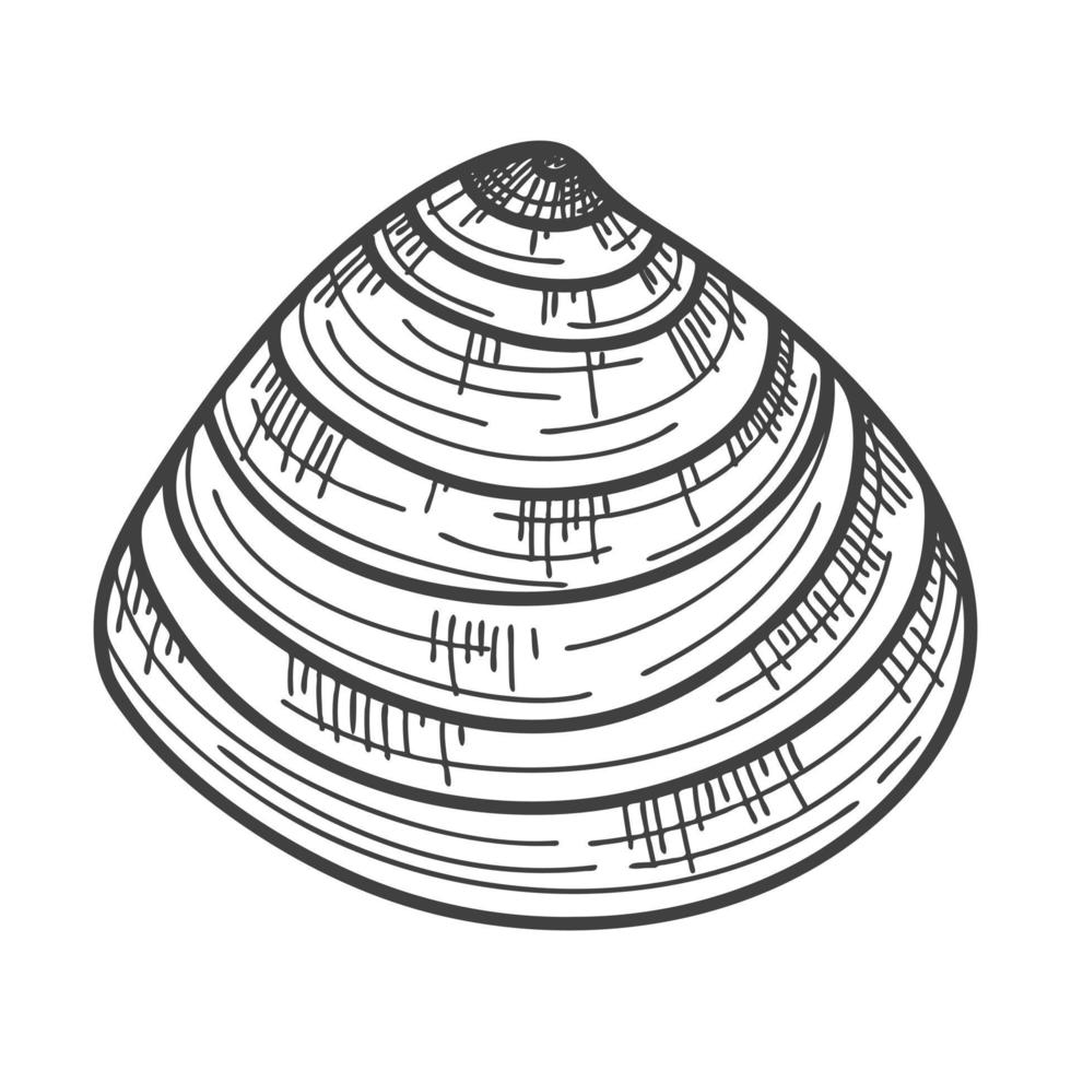 Hand-drawn seashells. An empty, closed, flat, oval solid shell of a mollusc or snail. Sketch style, engraved drawing. Black and white illustration isolated on a white background vector