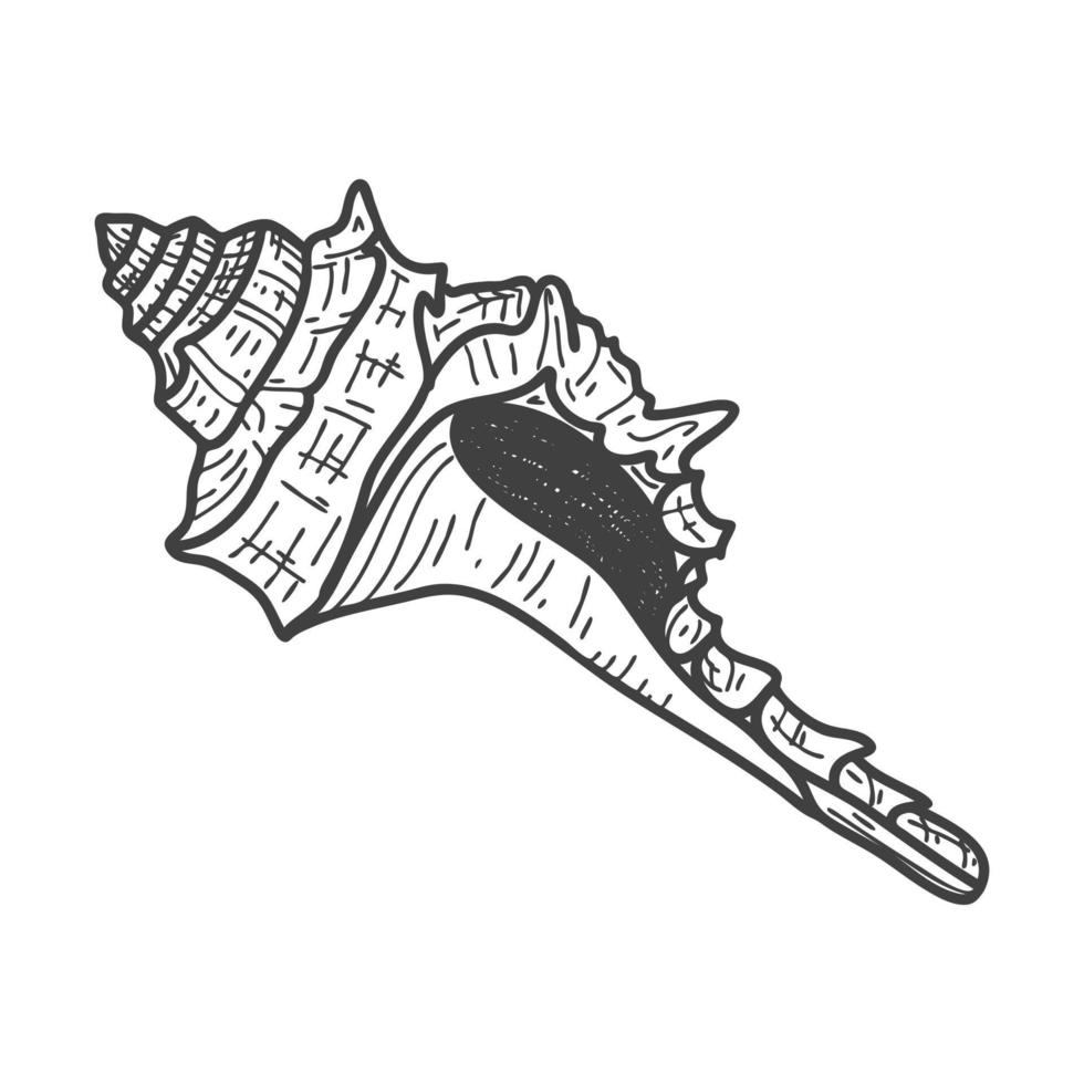 conchas marinas dibujadas a mano. cáscara sólida espiral vacía de una almeja o caracol. estilo boceto, dibujo grabado. ilustración en blanco y negro aislada en un fondo blanco. vector