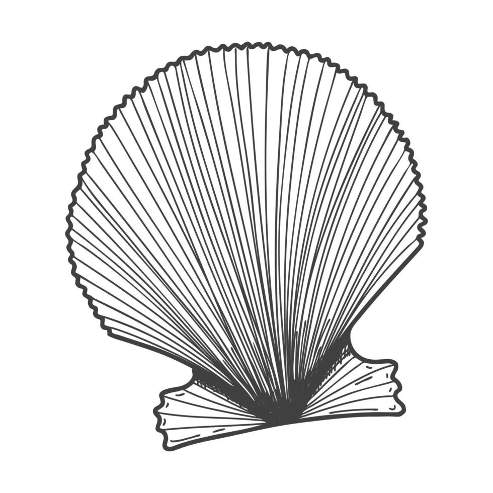 conchas marinas dibujadas a mano. una concha sólida vacía, cerrada, plana, ovalada de un molusco o caracol. estilo boceto, dibujo grabado. ilustración en blanco y negro aislada en un fondo blanco. vector