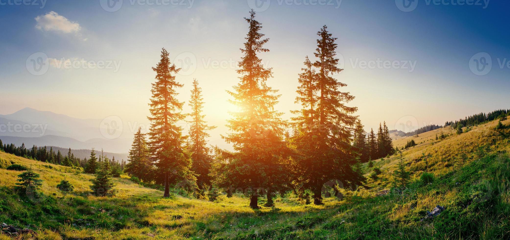 Pine tree forest photo