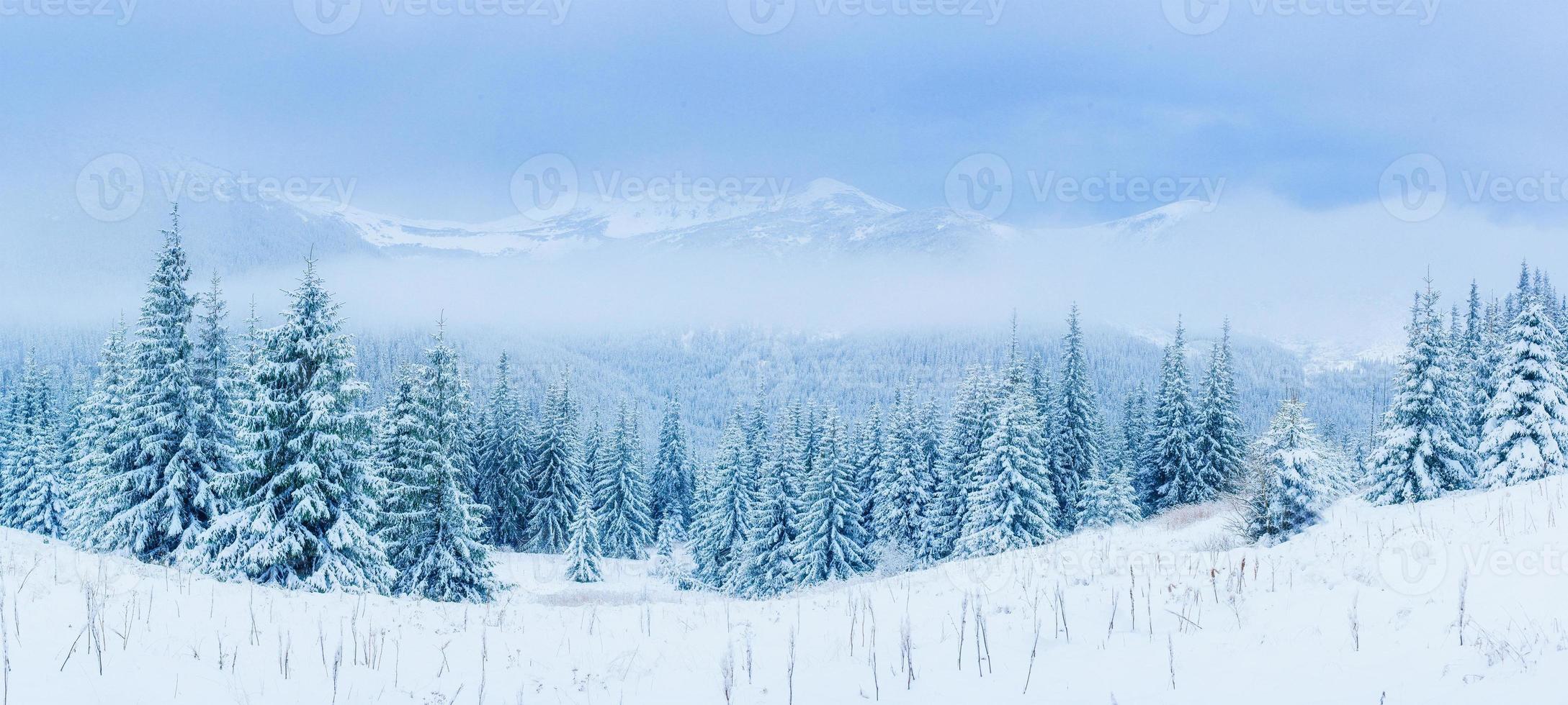 Winter tree in snow photo